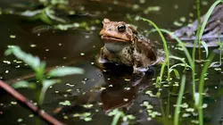 Drôle de nature Peau de Crapaud
