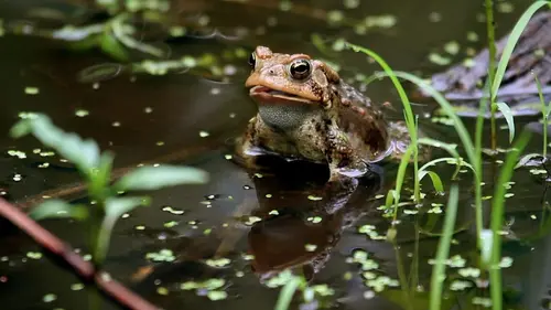 Drôle de nature Peau de Crapaud