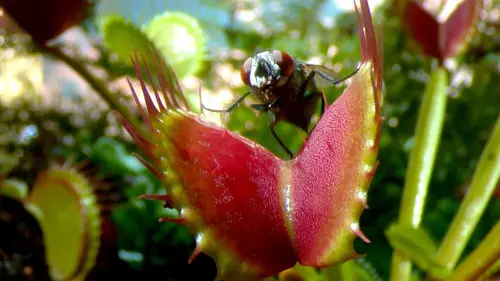 Drôle de nature Piège à Mouches
