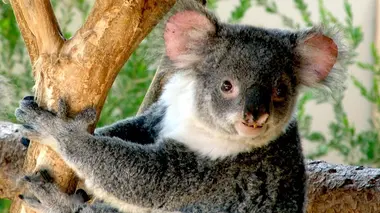 Empreintes de Koalas