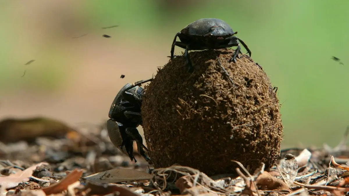 Drôle de nature S01E23 Bousier baraqué