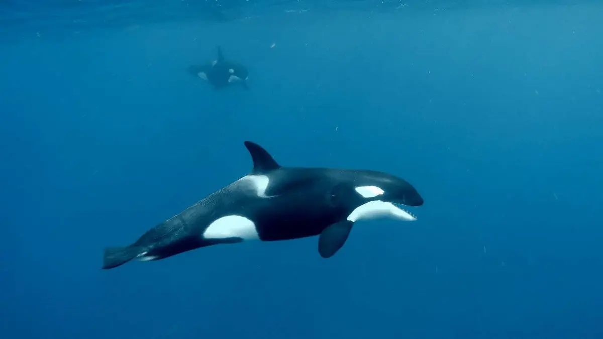 Drôle de nature S01E12 Défense du Cachalot