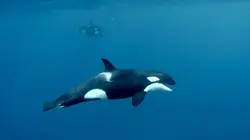 Drôle de nature S01E12 Défense du Cachalot