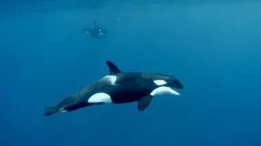 Défense du Cachalot