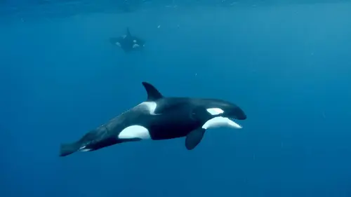 Drôle de nature S01E12 Défense du Cachalot