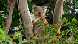 Drôle de nature Crottes de Koala