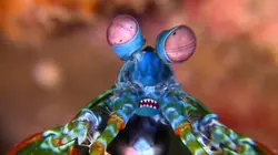 Drôle de nature Ecole de Karaté pour Crevettes