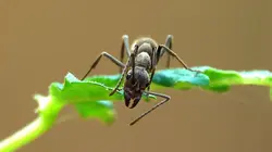 Drôle de nature Fourmies Zombies