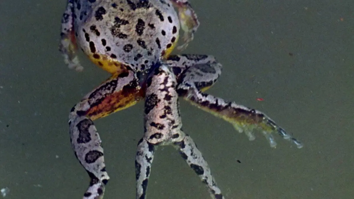 Drôle de nature S01E14 Grenouilles Mutantes