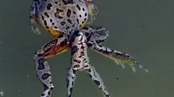 Drôle de nature S01E14 Grenouilles Mutantes