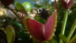 Drôle de nature Piège à Mouches