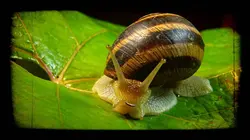 Drôle de nature Escargots disco