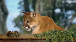 Drôle de nature Gentilles araignées