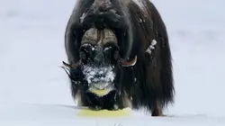 Drôle de nature Top 5 des animaux les plus odorants