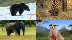 Drôle de nature Concours de défécation