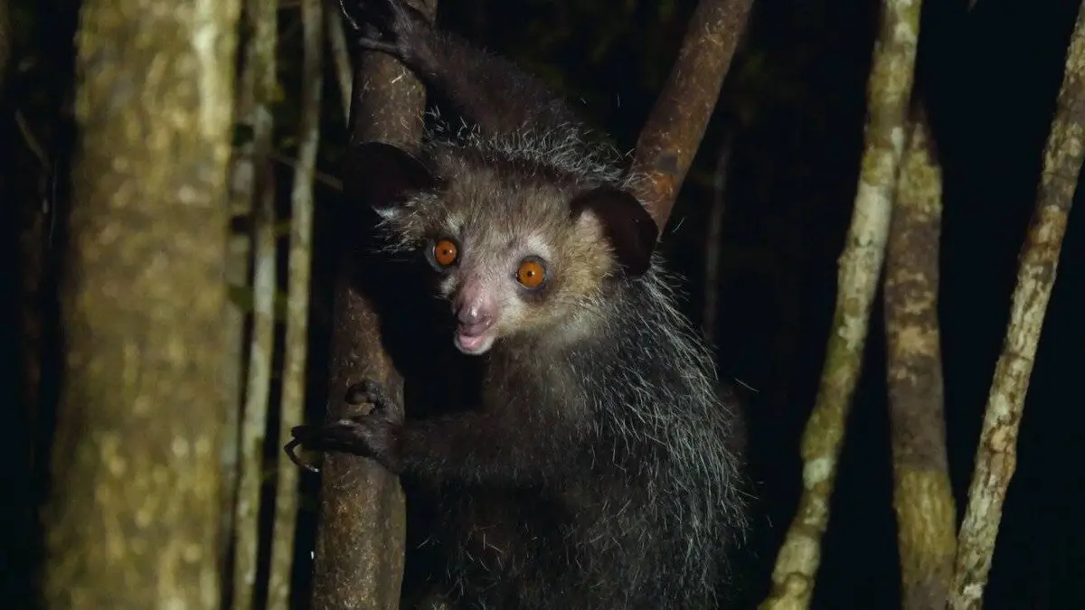 Drôle de nature replay