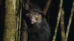 Drôle de nature Top 5 du Bizarre