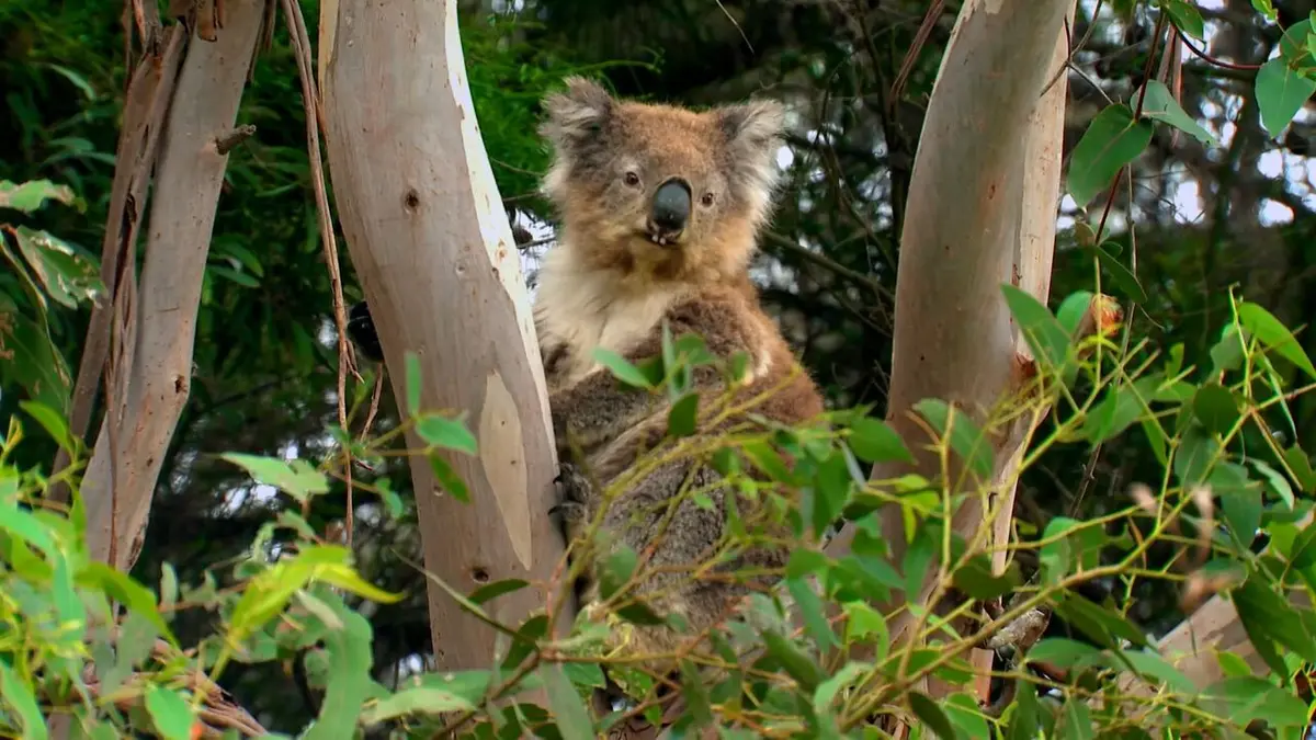 Drôle de nature Crottes de Koala