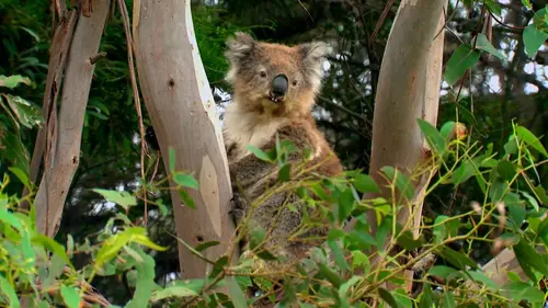 Drôle de nature Crottes de Koala