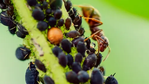 Drôle de nature Eleveurs de Pucerons replay