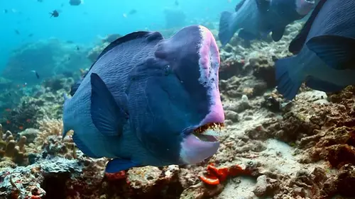 Drôle de nature Crotte de poisson perroquet