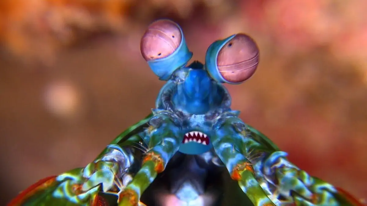 Drôle de nature Ecole de Karaté pour Crevettes