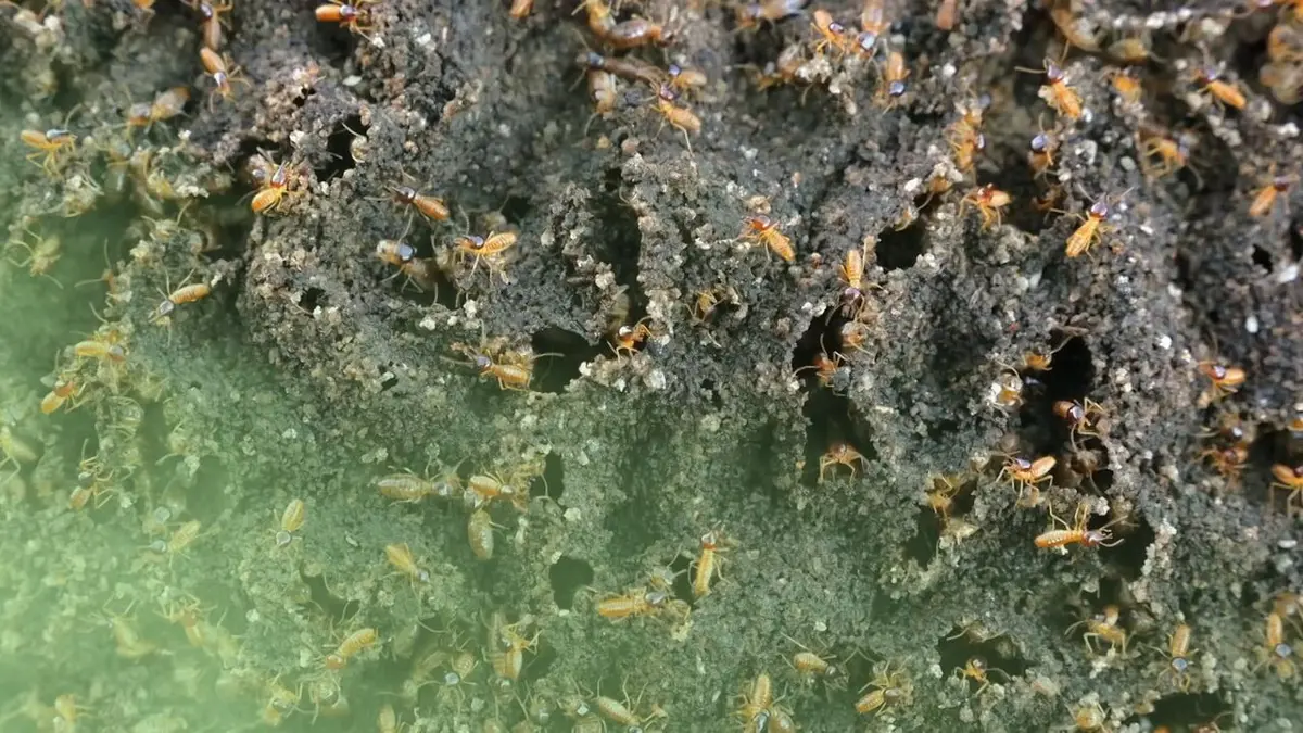 Drôle de nature Gaz de termites