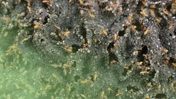 Drôle de nature Gaz de termites