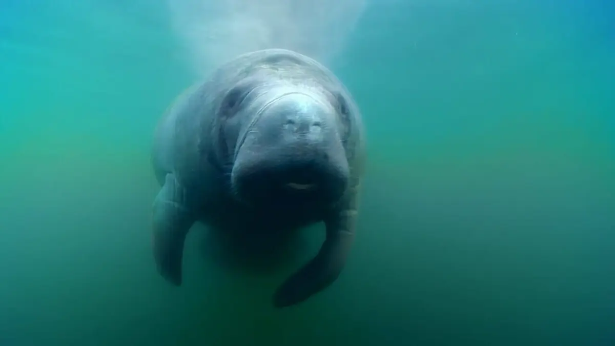 Drôle de nature Concours de défécation