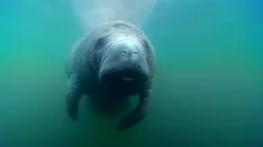 Concours de défécation
