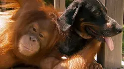 Sur Animaux à 20h35 : Drôles d'amis