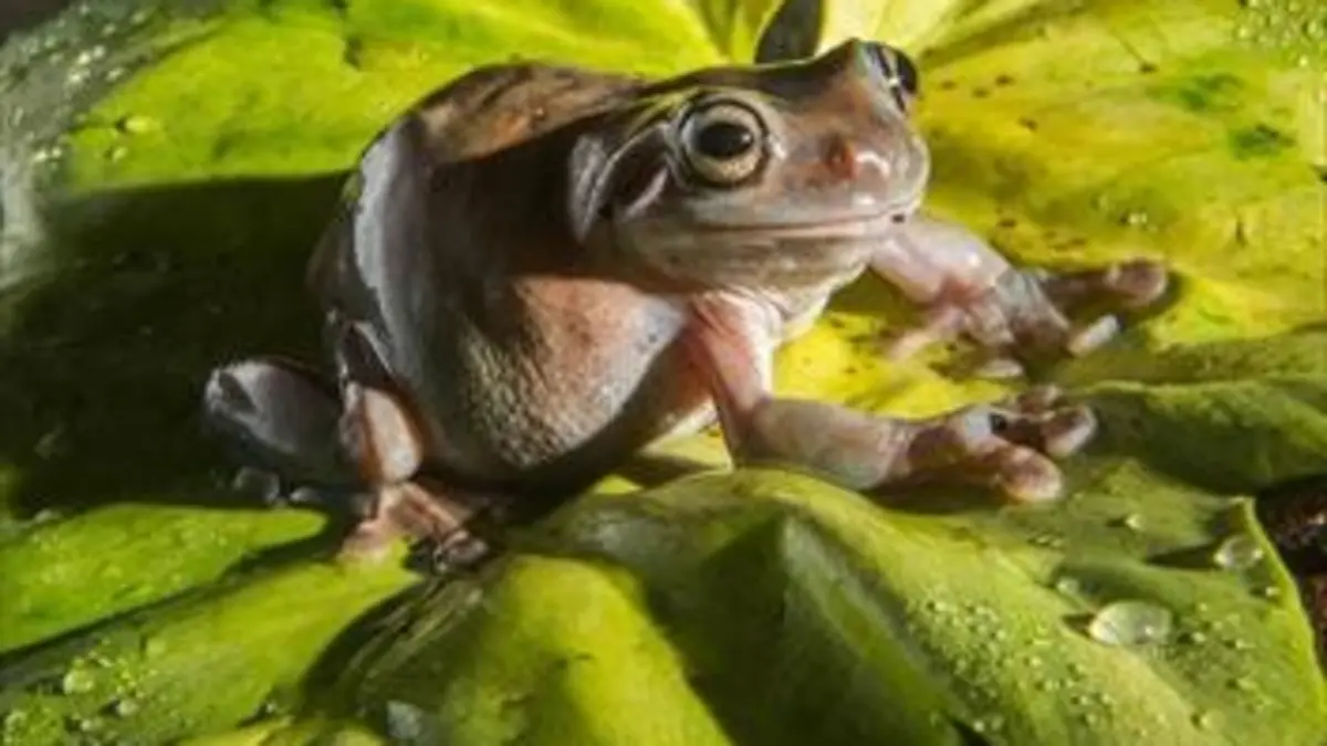 Drôles de grenouilles