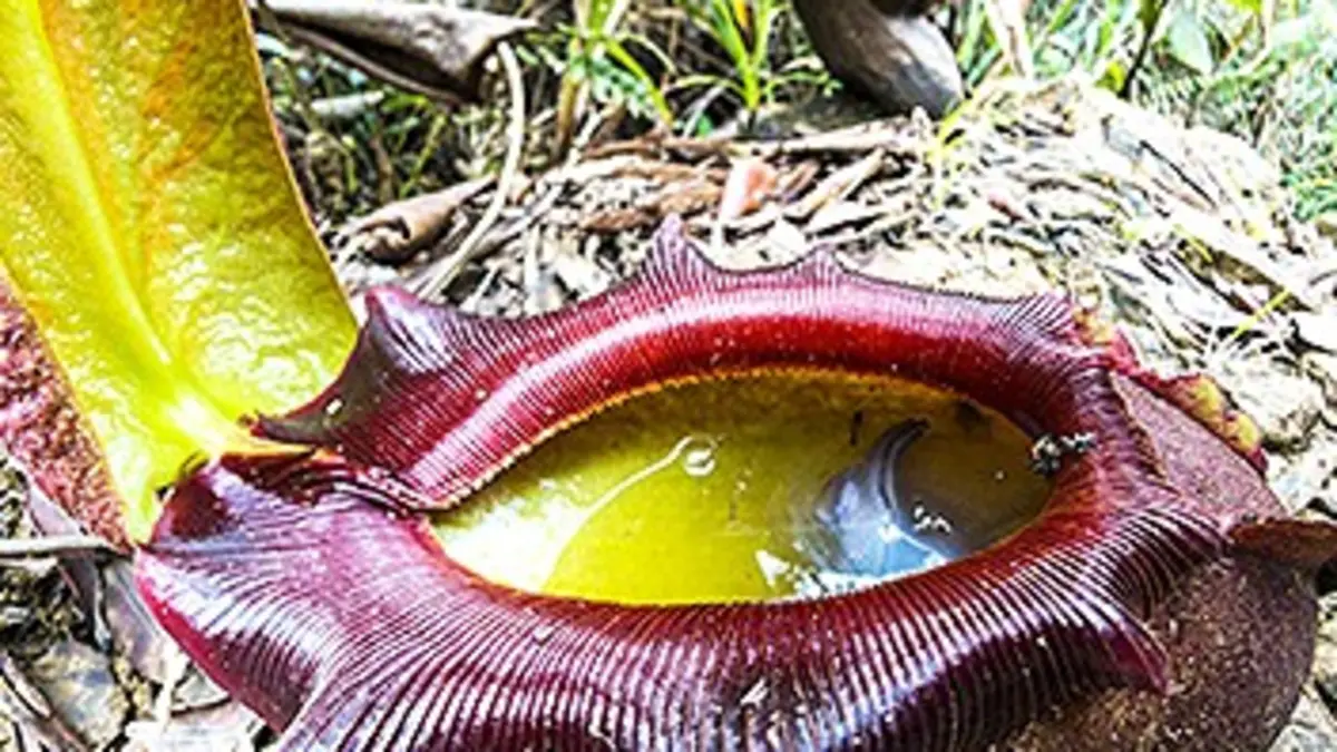 Drôles de plantes E01 Les carnivores