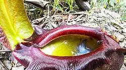 Visuel de Drôles de plantes