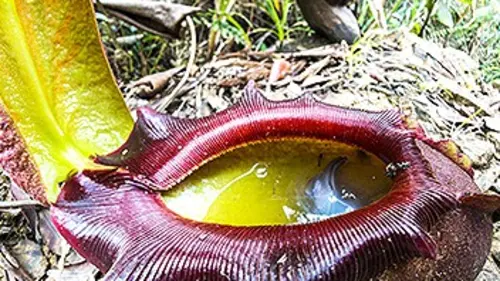 Drôles de plantes E01 Les carnivores