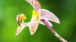 Visuel de Drôles de plantes