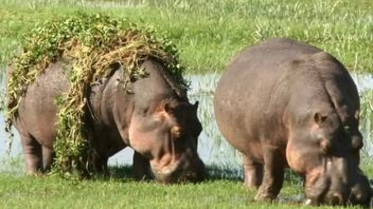 Drôles de rencontres dans la savane
