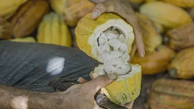 Du chocolat pour sauver l'Amazonie