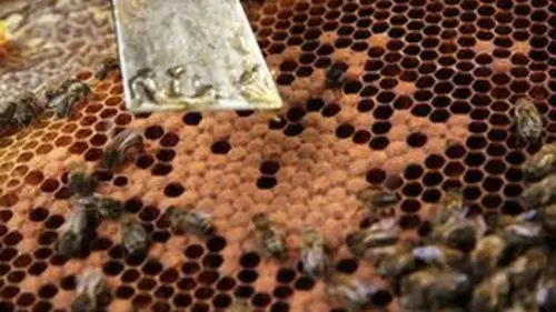 Du miel et des hommes replay