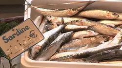 Visuel de Du poisson pas si bon, enquête sur une filière opaque