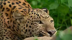 Dynastie de léopards : La guerre du trône