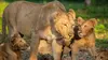Dynastie de lionnes : Les héritiers face au destin