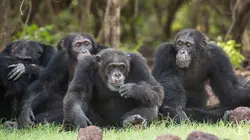 Dynasties Un roi exilé