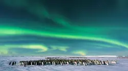 Dynasties Le survivant de la banquise