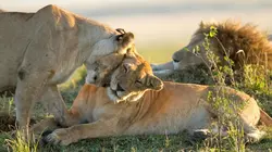 Dynasties Une combattante solitaire