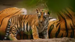 Casting Dynasties Le courage d'une mère