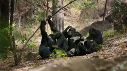 Dynasties Un roi exilé