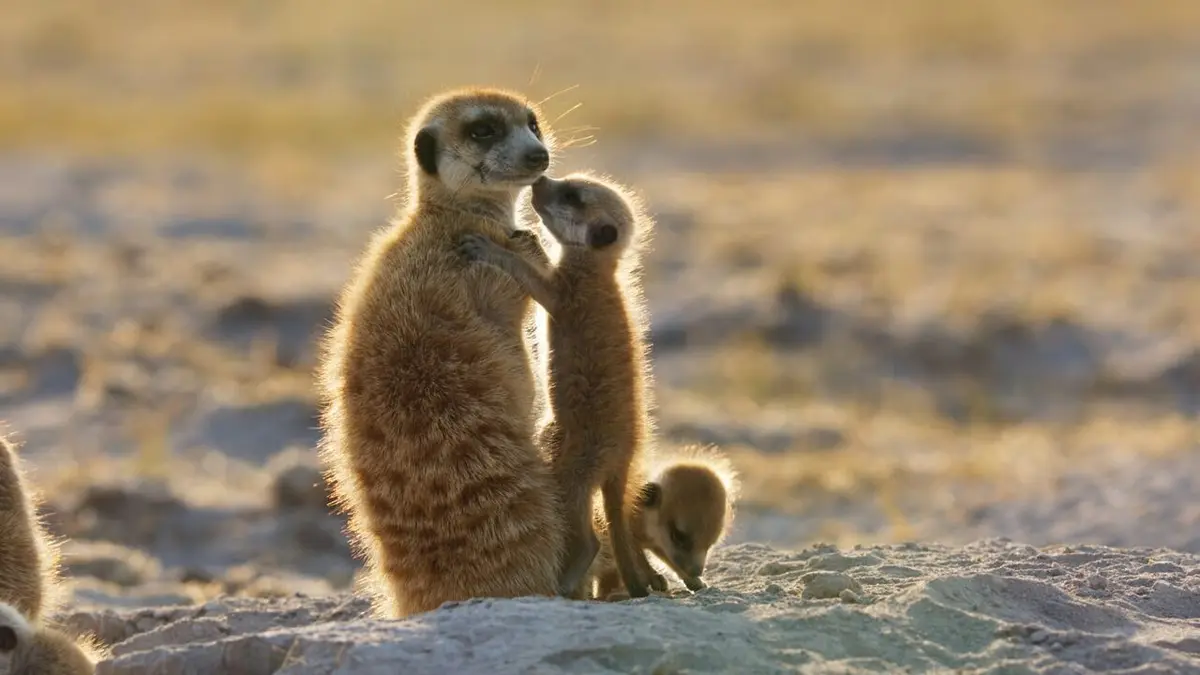 Dynasties Suricates