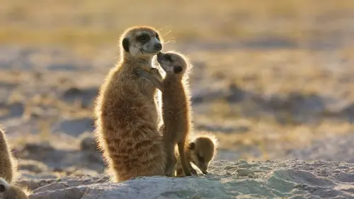 Dynasties Suricates