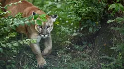 Visuel de Dynasties